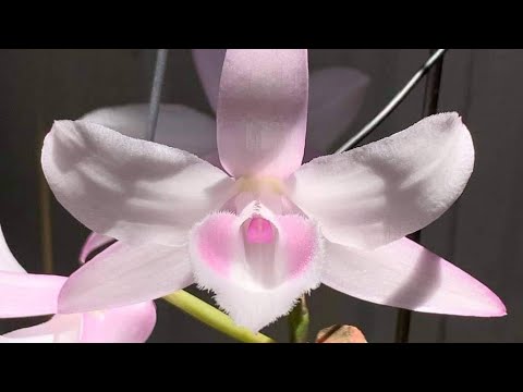 Video Lan rừng giá rẻ Thái Oanh: Chúc cả nhà ngày cuối tuần... - youtube