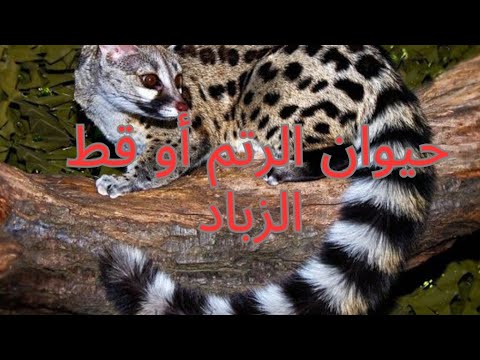 حيوان مهدد بالانقراض ومحذور صيده حيوان الرتم أو قط الزباد