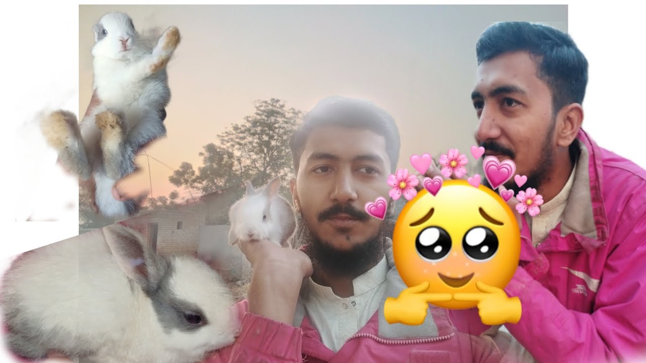 Ali Mehar Rabbit HAMARA RABBIT 🐇NA CHOTA RABBITS DIA|ALI BHAI IN VILLAGE - YouTube