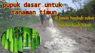 Pupuk dasar tanaman timun agar tumbuh subur dan berbuah lebat || anak kampung Toba