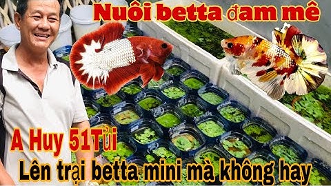 Nuôi cá betta Vì Đam Mê A Huy trở thành trại betta mini lúc nào không biết-Thái Salem vê lốc