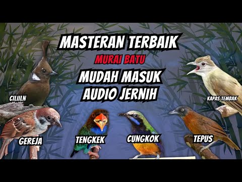 masteran tembakan rapat dan kasar