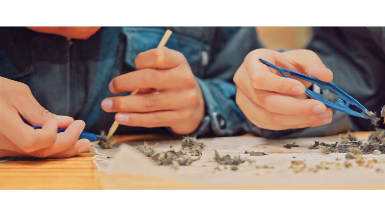 Owl Pellet Dissection Class Video Science Pali Youtube