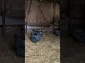 kara Tavuklar🐓🐔
