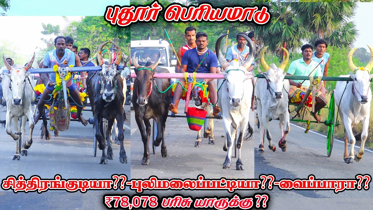 6Pudur-Big-Madu-Race_26.02.2026_V_Photography