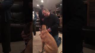 Steve Drain shares about his dog, an English Mastiff
