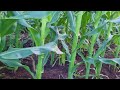 extremely high yield biomass corn varieties | giống ngô sinh khối năng suất cực cao