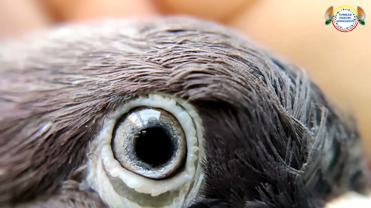 Legend Chanbasappana line pigeons |Tumbler pigeons in Bangalore | roller pigeons | ಗಿರಿಬಾಜ್ ಪಾರಿವಾಳ