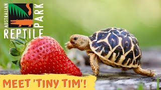 Tiny Tortoise Eats Massive Strawberry | Australian Reptile Park