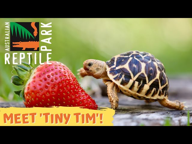 Feel Good Fix  8 Tiny Turtles & Tortoises Eating Things