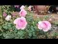 A few roses plus a thing