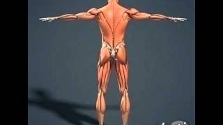 Human Muscular and Skeleton Anatomy 3D Models Review