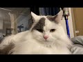 ねこべ集合ぅ
