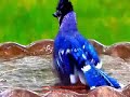 bangla gojol মা-বাবার কথা মতো যে জন চলে না