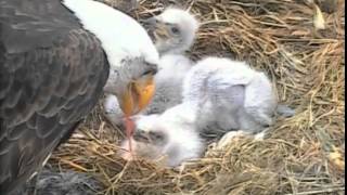 Decorah Eagles,Fresh Fish For Eaglets With Great Closeup Of Feeding,4\/8\/15