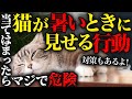 【暑い時のサイン】猫のこんな行動を見かけたら要注意です…。