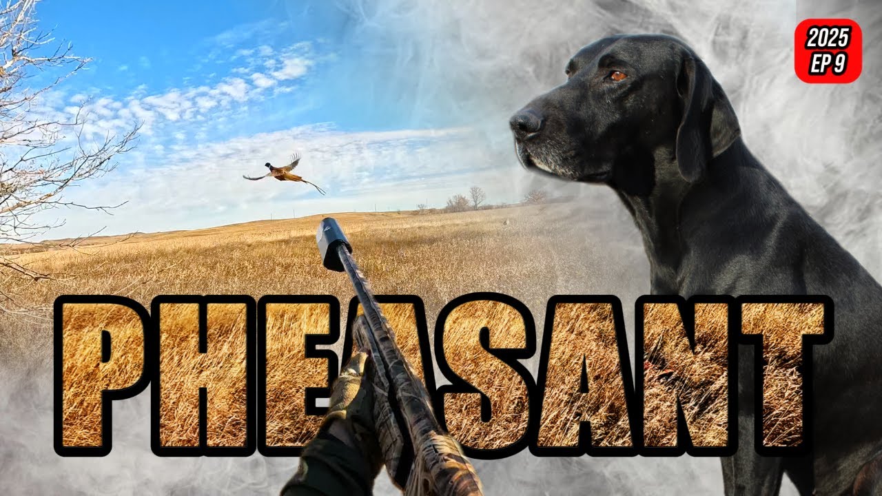 Action-Packed Pheasant Hunting with a Pointer Dog and His Own Camera View!