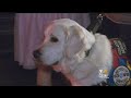 Mall Santa Sends Away Girl With Service Dog Mall Santa Sends Away Girl With Service Dog