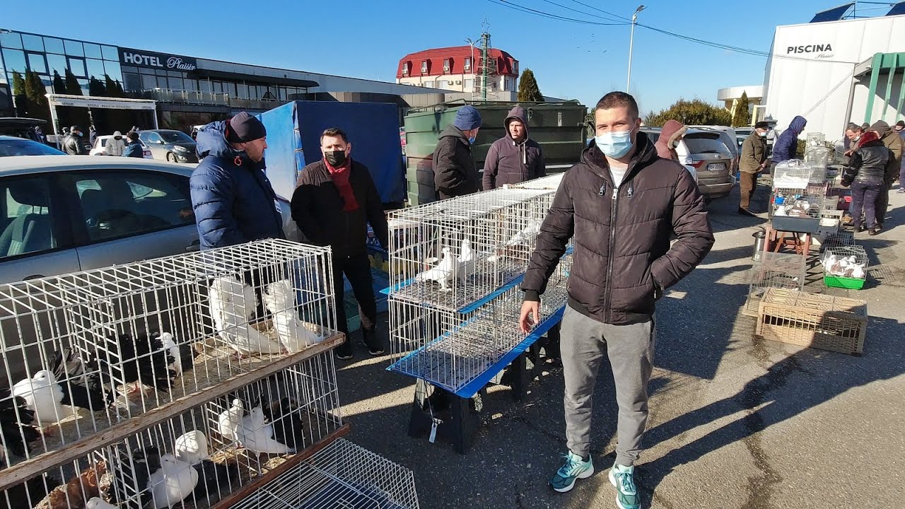 CEL MAI TARE TARG DE PORUMBEI SI ALTE PASARI DE RASA DIN JUDETUL PRAHOVA! MA UIT SI EU FASCINAT...