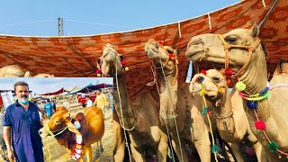 Camel Mandi 2021 || Cattle Market 2021 || Bakra Mandi Shahpur Kanjra || Desi Bakra