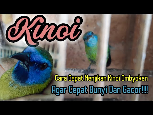 KINOI || Cara Menjinakkan Kinoi Ombyokan Agar Cepat Bunyi dan Auto Gacooor !!!!. class=