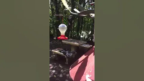 Hummingbirds full speed