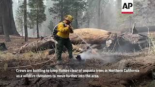 Crews work to protect trees from California blaze