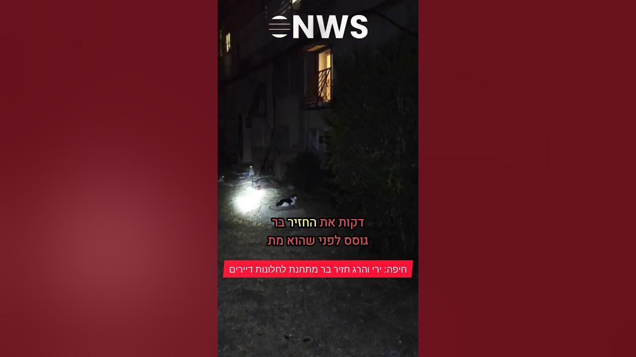 חיפה: תושבי שדרות רוטשילד 30 הזדעזעו אמש (רביעי) לקול חזיר בר סובל לאחר שנורה בשכונה על ידי העירייה