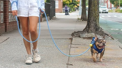 Now on Kickstarter: The Jooni Dog Leash