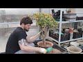 Пересадка большого денежного дерева сорта Сансет в керамический горшок - Crassula ovata