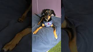 Adopt Millie | The Hotel for Homeless Dogs | Cumberland, RI