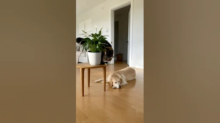 Video 11544291: giant maine coon, dog maine coon