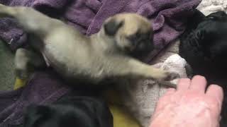 Guinevere loves Arthur, and puppies are exhausted #puppies #pug #dog by Beverley Benbow 594 views 1 year ago 5 minutes, 53 seconds