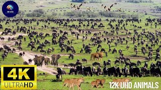 4K African Wildlife: Ruaha National Park - Soft Music with Videos of African Wildlife screenshot 3