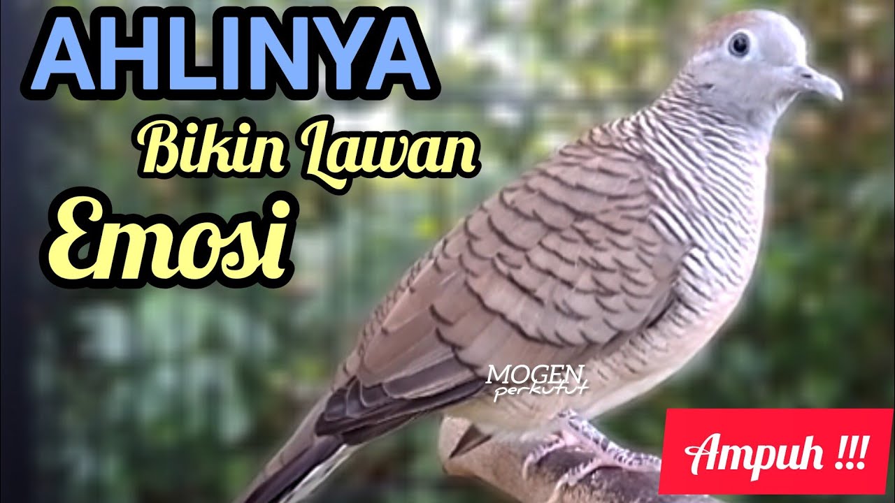 Perkutut Lokal Gacor||Ahlinya Bikin Emosional  Perkutut Naik Drastis||Suara Besar Empuk 