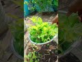 எங்கள் தோட்டத்தில் புதினா கொத்தமல்லி பாருங்க 🌱☘️