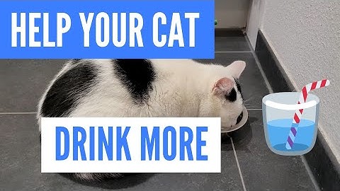 Help Your Cat to Drink More Water - Another easy way :)