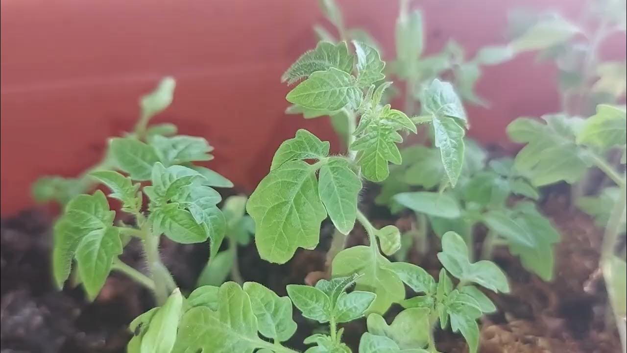 When To Plant Tomato Seeds For Seedlings YouTube when-to-plant-tomato-seeds-for-seedlings-youtube