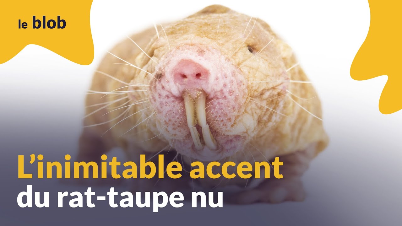 L’inimitable accent du rat-taupe nu | Actu de science - YouTube
