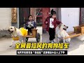 全網最拉風的狗狗拉車 每天不光充當貨拉拉還要接送小主人上下學 全網最拉風的狗狗拉車 每天不光充當貨拉拉還要接送小主人上下學