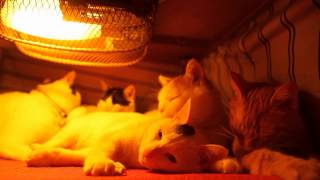 コタツの中の猫　Cats in the kotatsu
