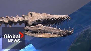 Ferocious-looking new marine reptile fossil discovered in BC, named for man who discovered it