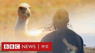 沒有人對牠們下毒，禿鷲為何連番中毒至瀕臨滅絕？－ BBC News 中文