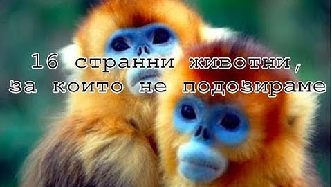 16 СТРАННИ ЖИВОТНИ, ЗА КОИТО НЕ ПОДОЗИРАМЕ | Любопитно