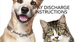 Spay Discharge Instructions