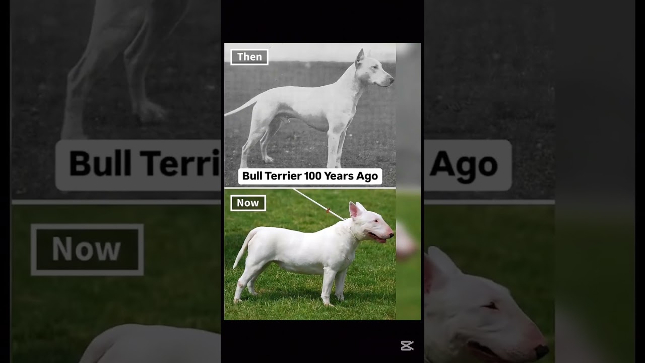 Dog breeds 100 years ago vs now 