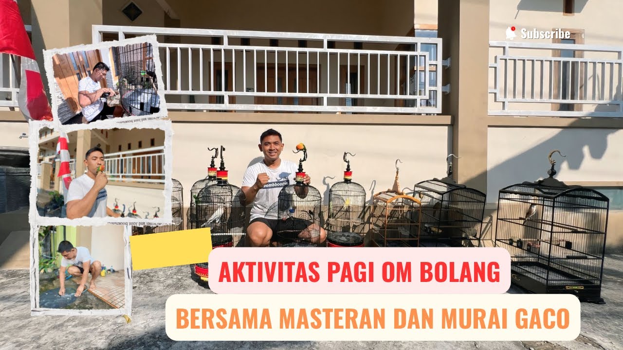 AKTIVITAS PAGI OM BOLANG 😎 BERSAMA MASTERAN DAN MURAI GACO ❗️❗️🔥🔥😎