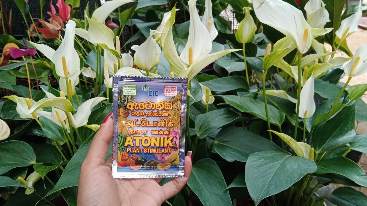 බලන් ඉද්දි මුල් අද්දවන මැඡික් එක.පොඩි පැල ඉක්මනින් ලොකු වෙන්නනම් මෙකෙන් ටිකක් පාවිච්චි කරලා බලන්නකො 