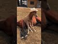 Horses Being Absolute Chaos Compilation#FunnyHorses #HorseCompilation #HorseFails #SillyHorses