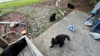 Cute Little Black Kittens Are Incredibly Fun To Watch!